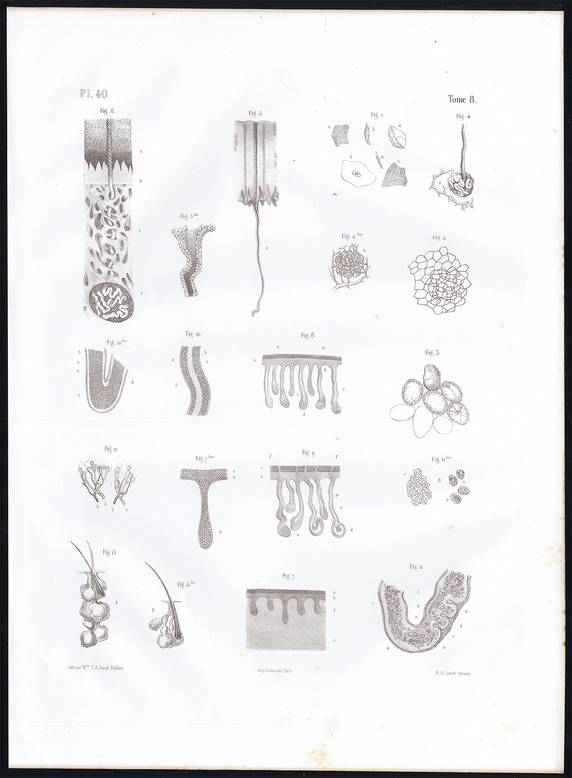 , Antique Anatomy Print-MICROSCOPIC-CORNEA-SKIN-Pl. 40-Bourgery-1844, Pictura Antique Prints