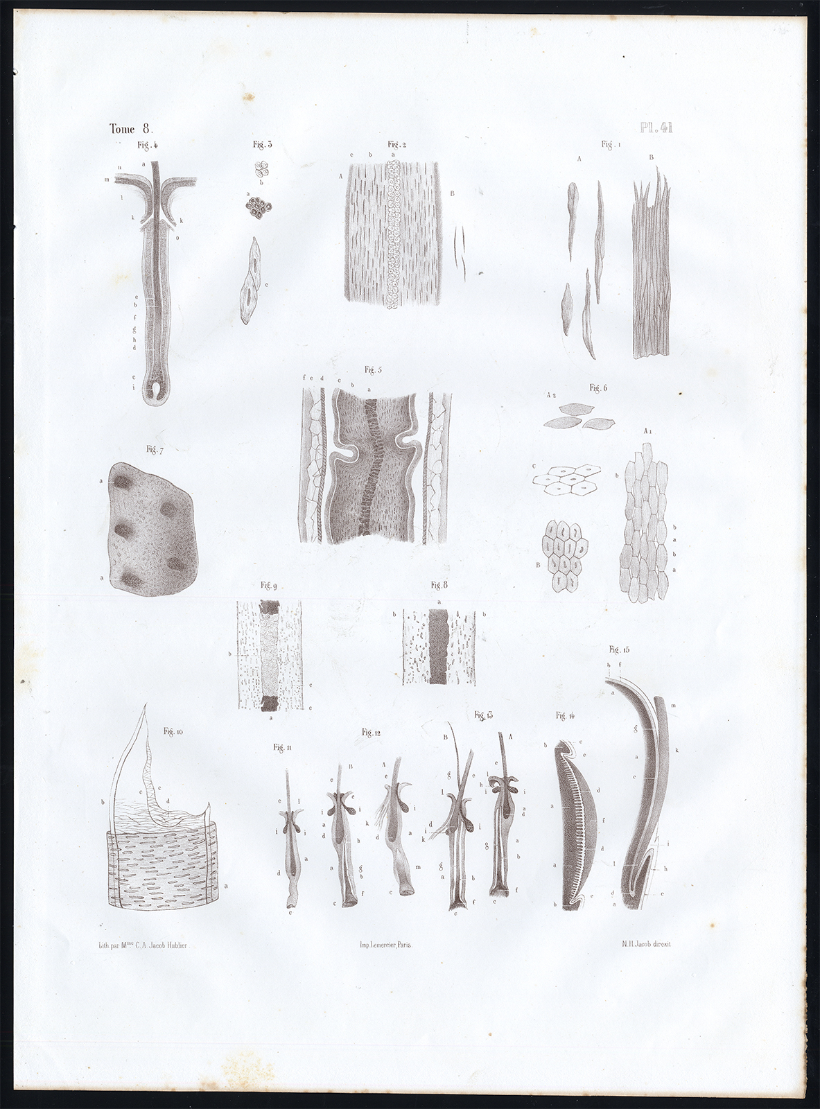 , Antique Anatomy Print-MICROSCOPIC-HAIR-NAIL-Pl. 41-Bourgery-1844, Pictura Antique Prints