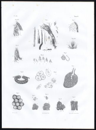 Antique Anatomy Print-MICROSCOPIC-MUCOSA-MOUTH-GLAND-Pl. 43-Bourgery-1844