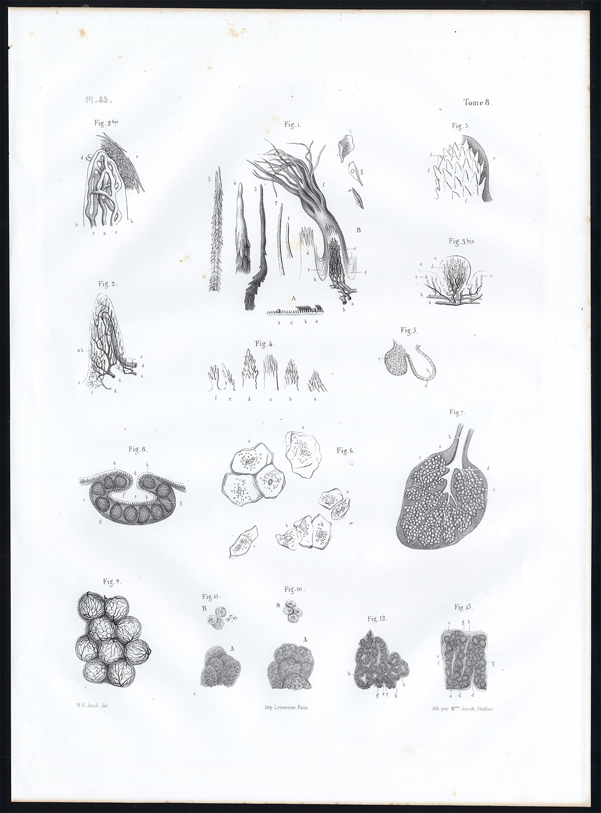 , Antique Anatomy Print-MICROSCOPIC-MUCOSA-MOUTH-GLAND-Pl. 43-Bourgery-1844, Pictura Antique Prints