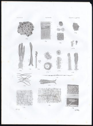 Antique Anatomy Print-MICROSCOPIC-STOMACH-GASTRIC GLAND-Pl. 45-Bourgery-1844