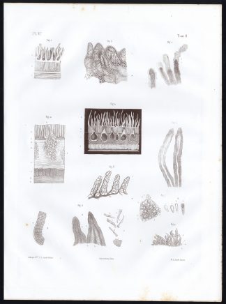 Antique Anatomy Print-MICROSCOPE-INTESTINAL VILLI-STRUCTURE-Pl. 47-Bourgery-1844