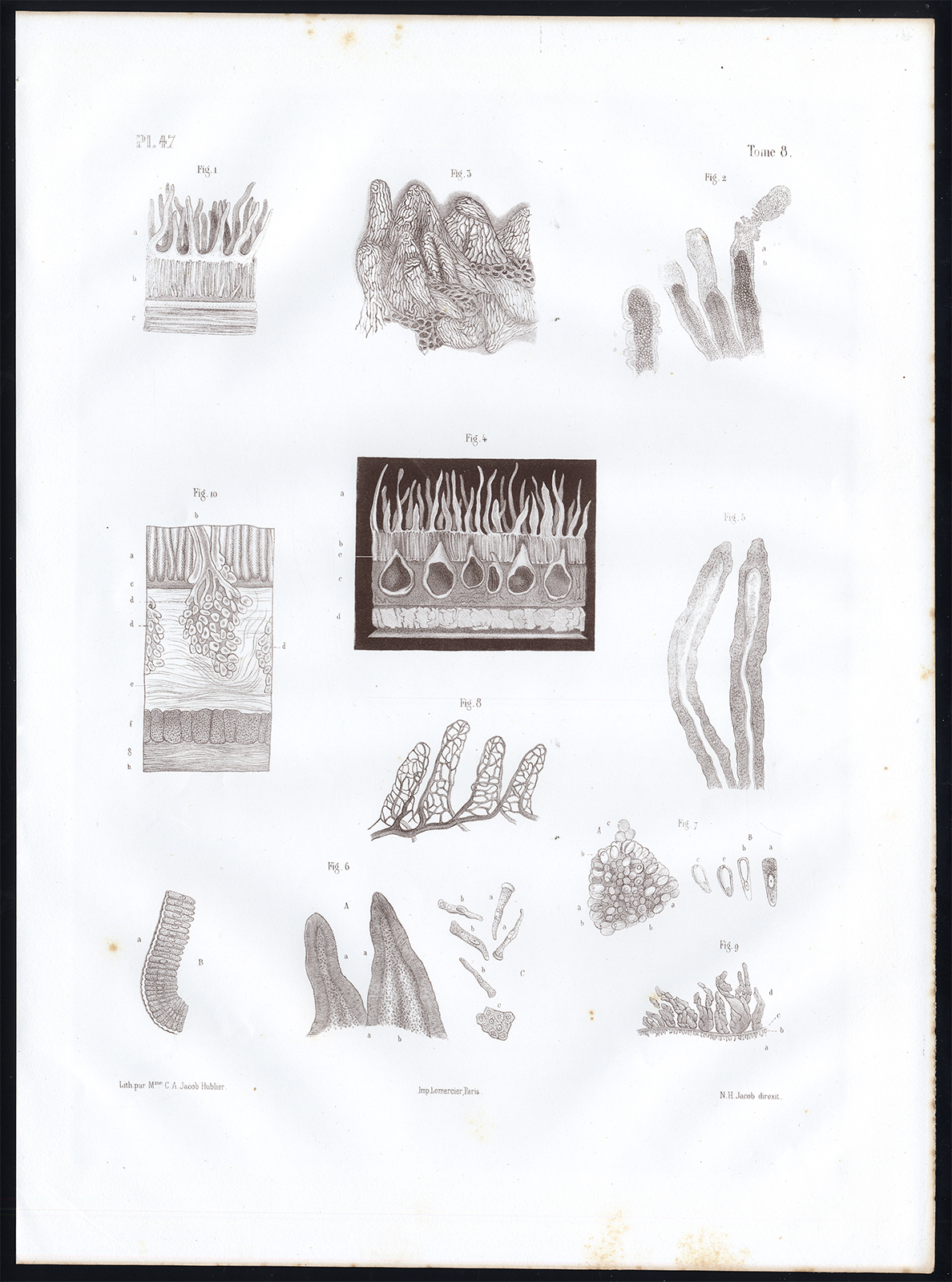 , Antique Anatomy Print-MICROSCOPE-INTESTINAL VILLI-STRUCTURE-Pl. 47-Bourgery-1844, Pictura Antique Prints