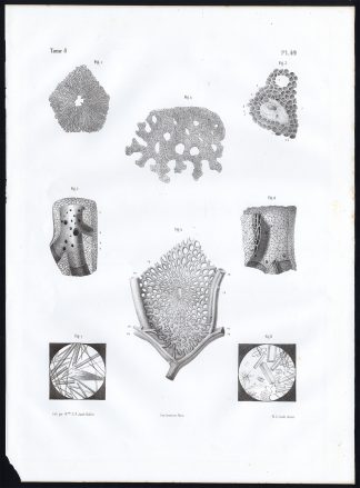 Antique Anatomy Print-MICROSCOPIC-STRUCTURE-LIVER-Pl. 49-Bourgery-1844