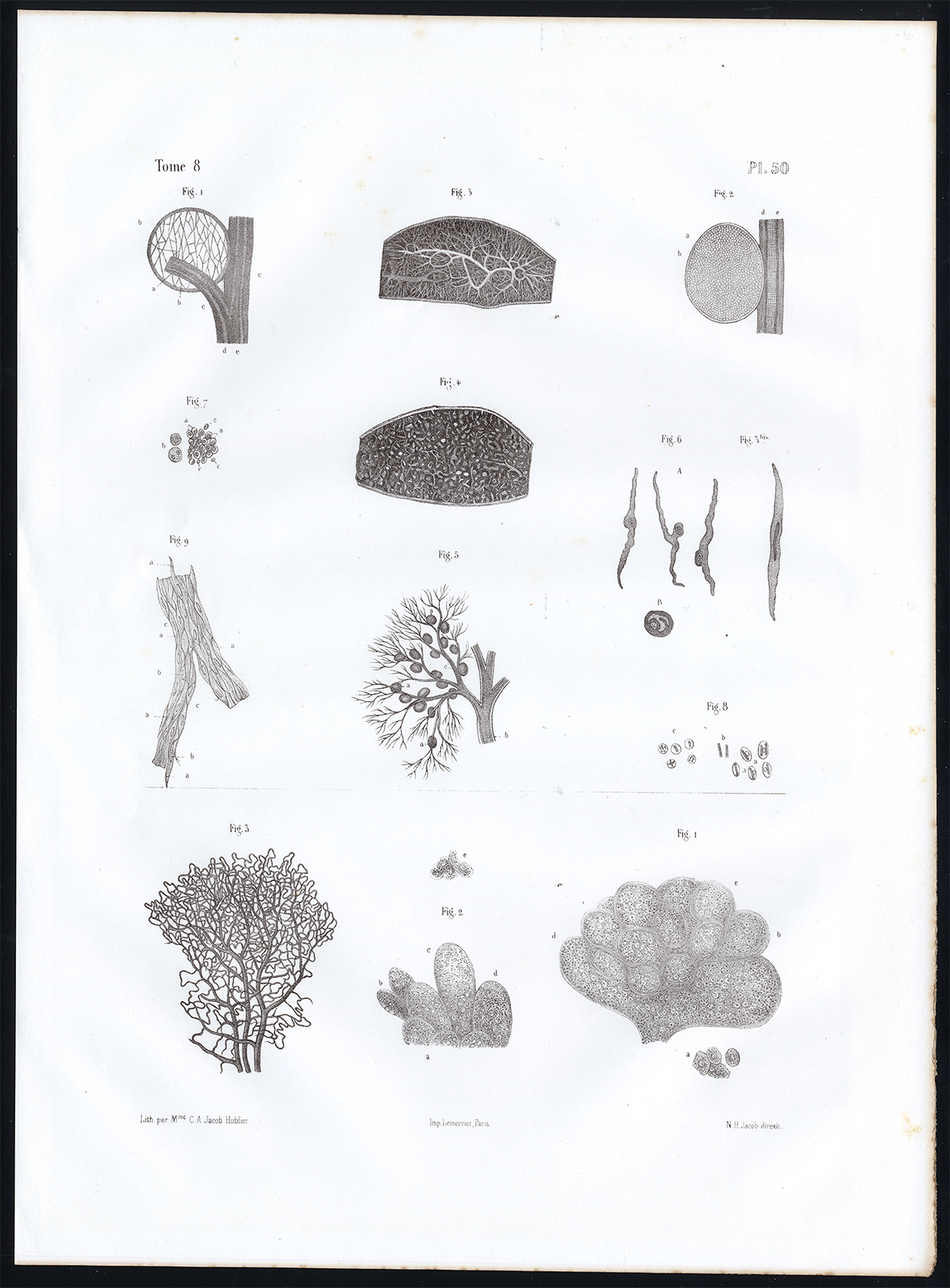 , Antique Anatomy Print-MICROSCOPIC-SPLEEN-PANCREAS-Pl. 50-Bourgery-1844, Pictura Antique Prints