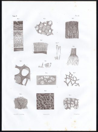 Antique Anatomy Print-MICROSCOPIC-RESPIRATORY TRACT-Pl. 51-Bourgery-1844