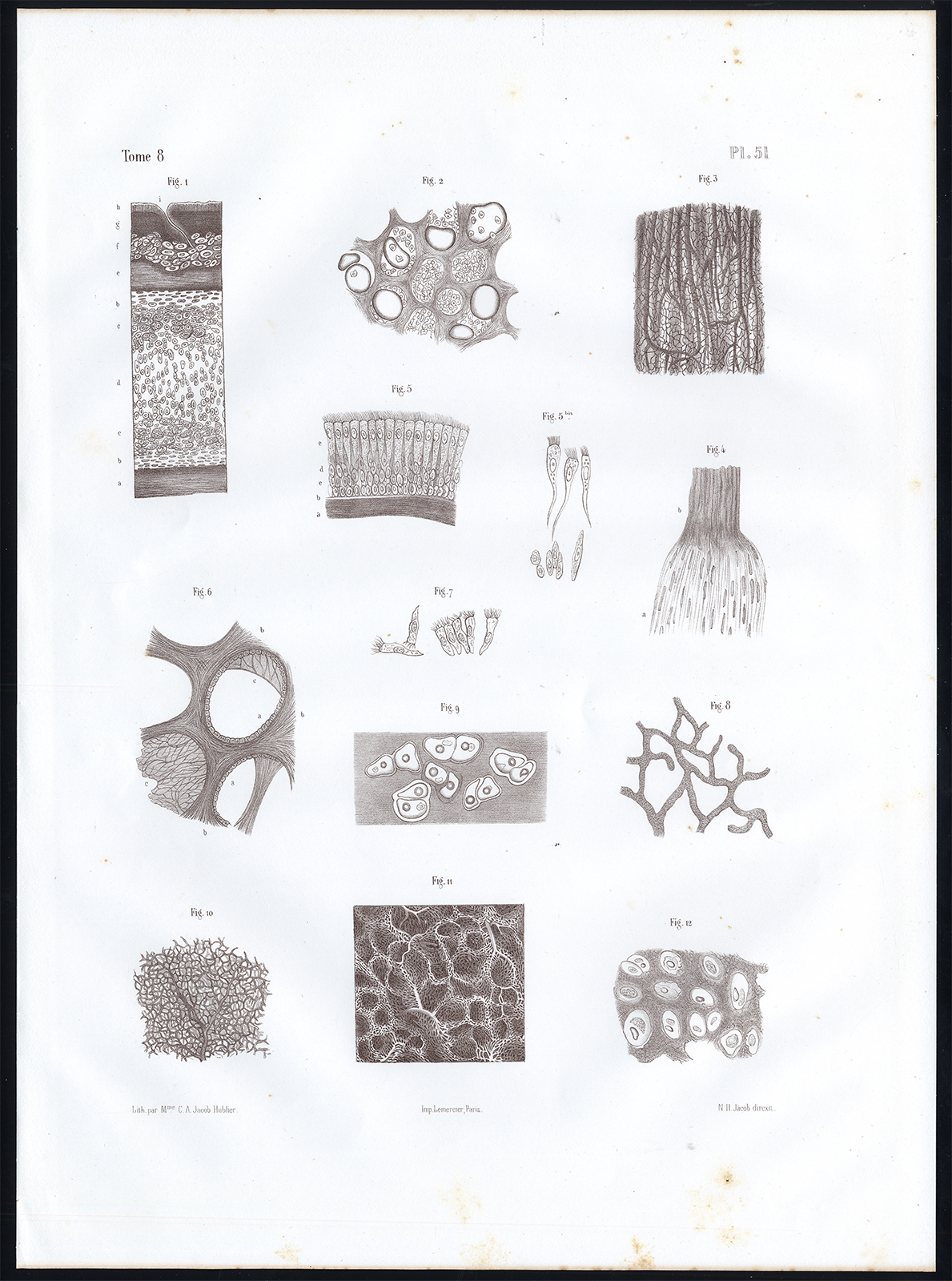 , Antique Anatomy Print-MICROSCOPIC-RESPIRATORY TRACT-Pl. 51-Bourgery-1844, Pictura Antique Prints