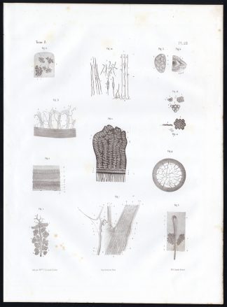 Antique Anatomy Print-MICROSCOPIC-STRUCTURE-EYE-LACRIMAL-Pl. 59-Bourgery-1844