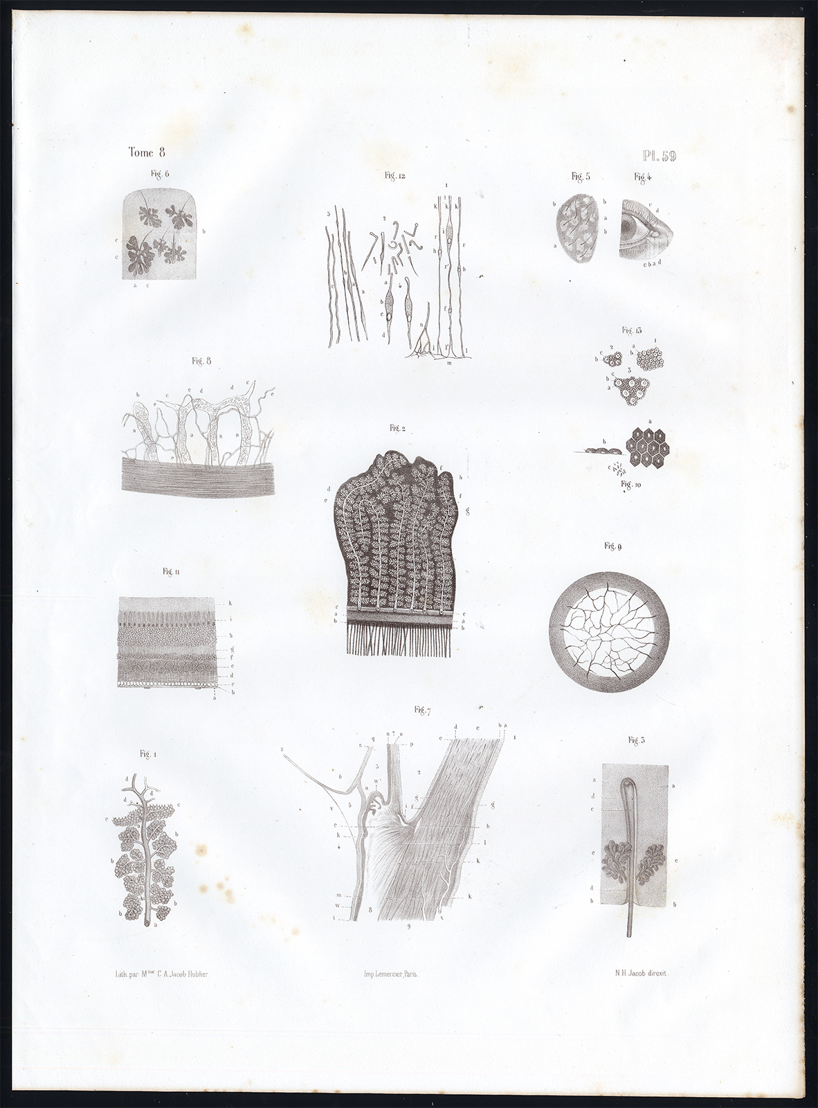 , Antique Anatomy Print-MICROSCOPIC-STRUCTURE-EYE-LACRIMAL-Pl. 59-Bourgery-1844, Pictura Antique Prints
