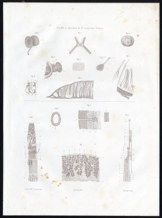 Antique Anatomy Print-MICROSCOPIC-EYE-EAR-NASAL CAVITY-Pl. 60-Bourgery-1844
