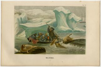 Antique Print-WALRUSES-HARPOON-ARCTIC-Schleiden-1867