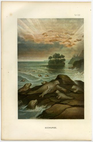 Antique Print-SEALS-SEA-REST-BEACH-Schleiden-1867