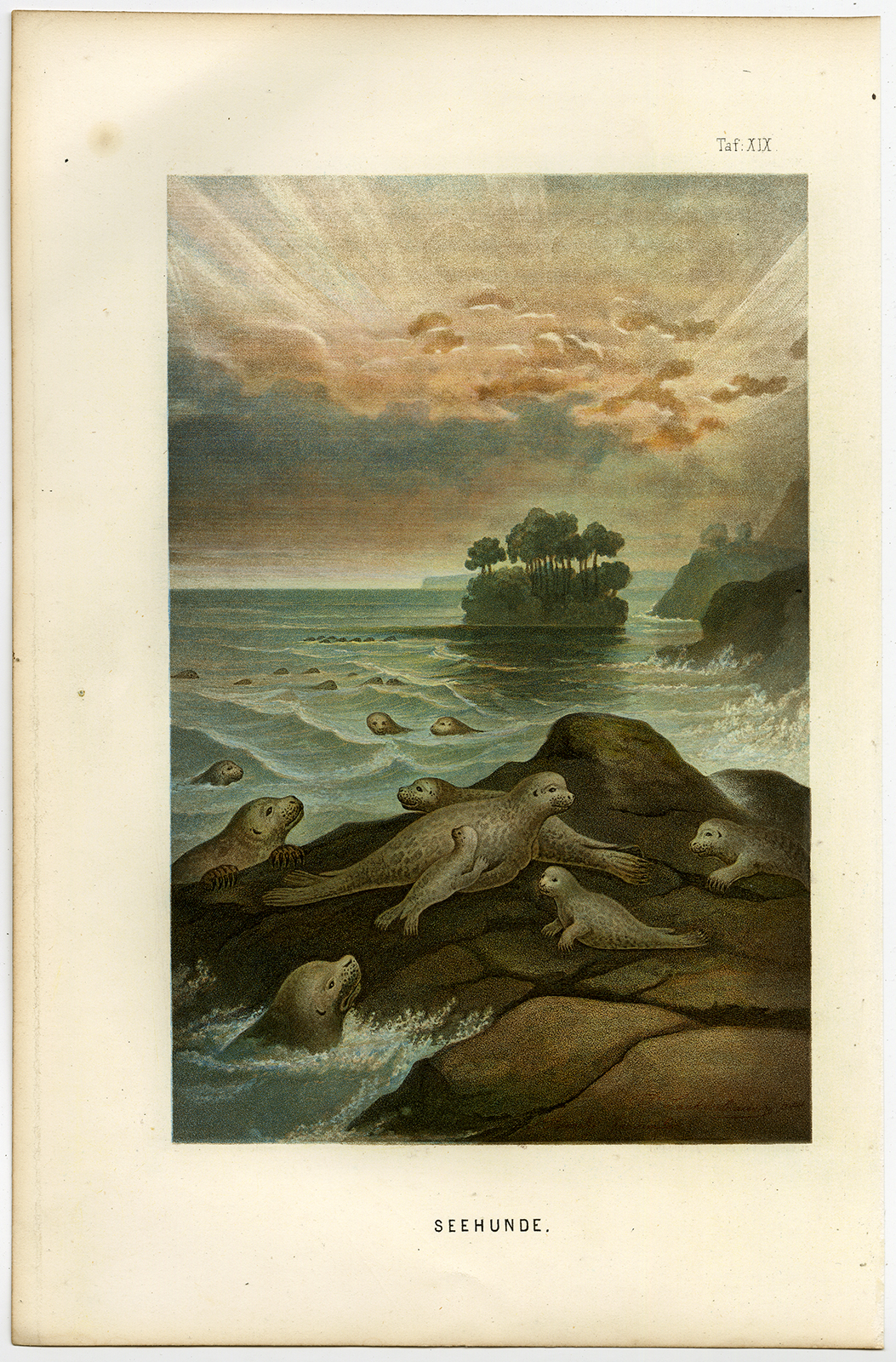 , Antique Print-SEALS-SEA-REST-BEACH-Schleiden-1867, Pictura Antique Prints