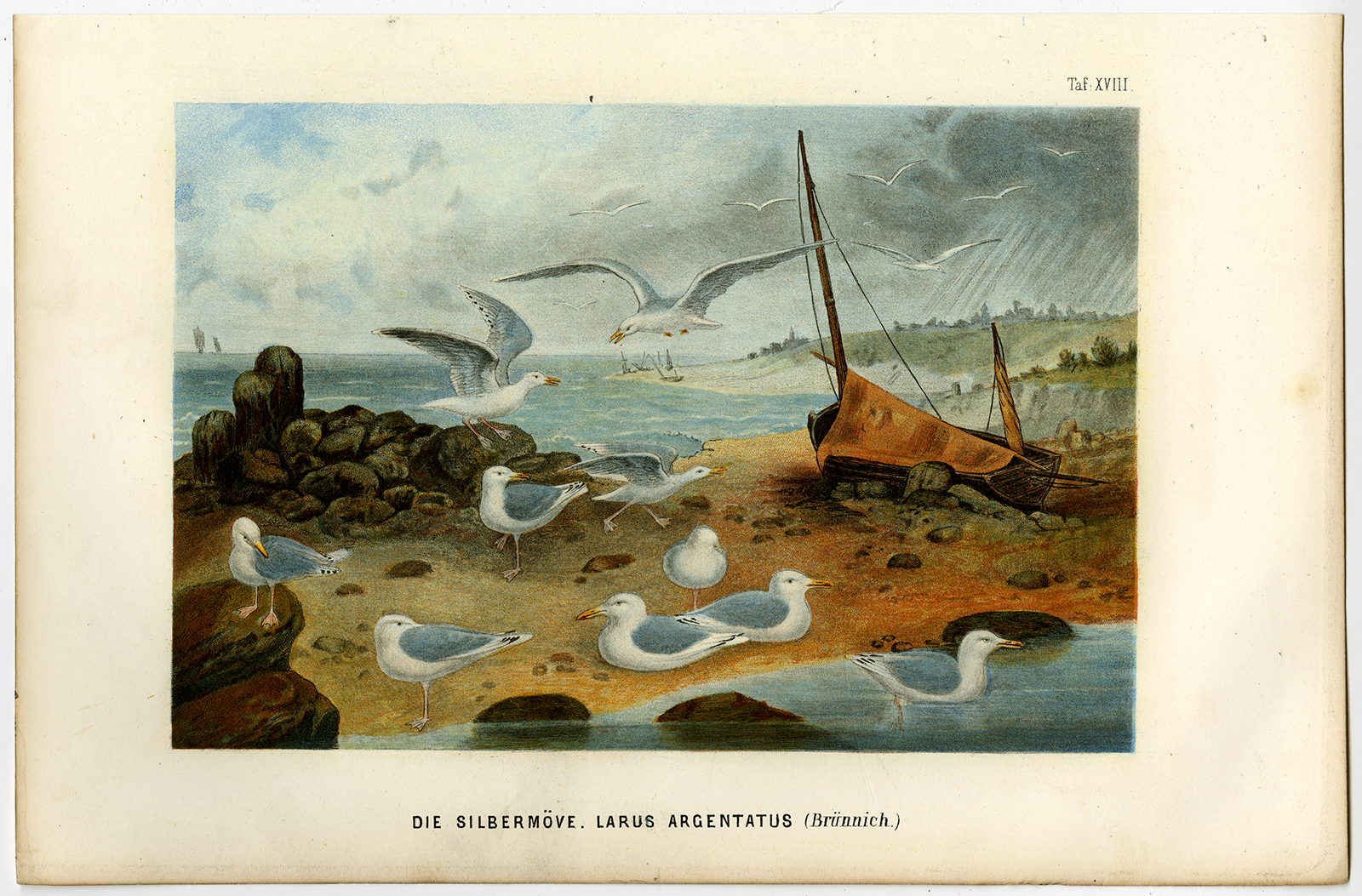 , Antique Print-HERRING GULL-LARUS ARGENTATUS-Schleiden-1867, Pictura Antique Prints
