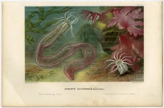 Antique Print-LEPTOSYNAPTA INHAERENS-POLYNEURA-BLADDER WRACK-Schleiden-1867