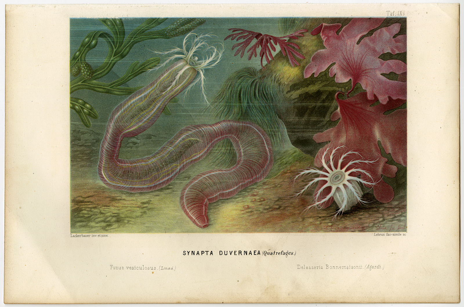, Antique Print-LEPTOSYNAPTA INHAERENS-POLYNEURA-BLADDER WRACK-Schleiden-1867, Pictura Antique Prints