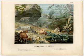 Antique Print-CRUSTACEANS-SEA-LOBSTER-PRAWN-Schleiden-1867