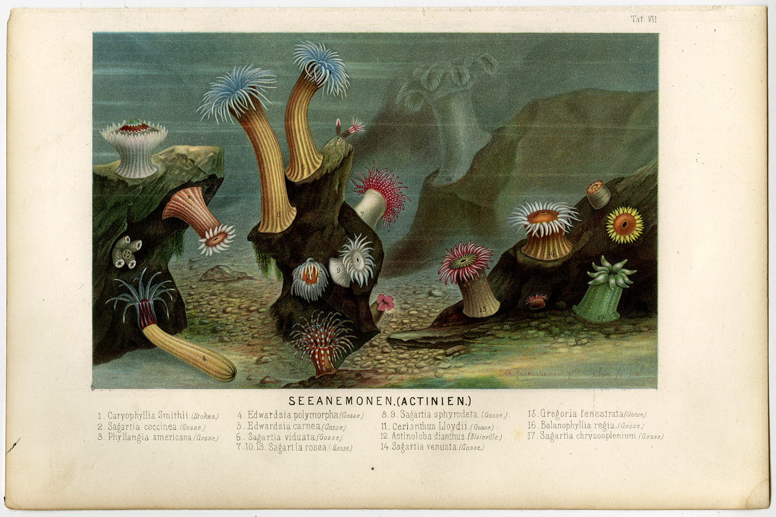 , Antique Print-SEA ANEMONE-ACTINIARIA-Schleiden-1867, Pictura Antique Prints