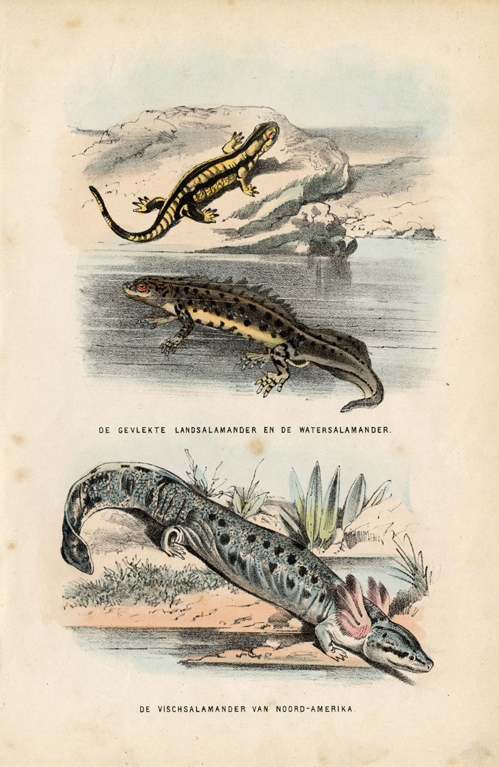 , Antique Print-SALAMANDER-SMOOTH NEWT-Burgersdijk-1864, Pictura Antique Prints