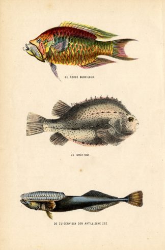 Antique Print-LUMPSUCKER-SUCKERFISH-Burgersdijk-1864