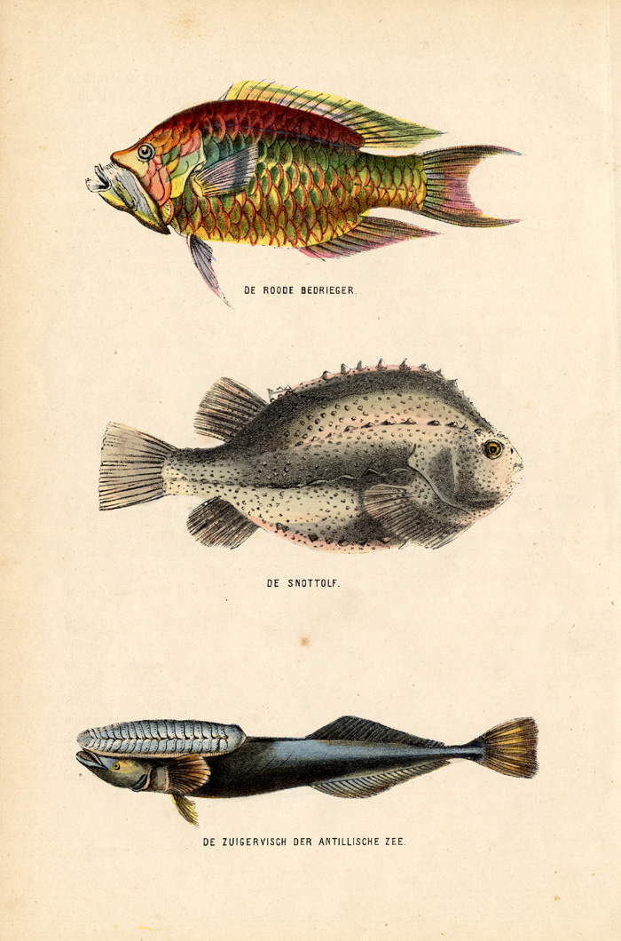 , Antique Print-LUMPSUCKER-SUCKERFISH-Burgersdijk-1864, Pictura Antique Prints