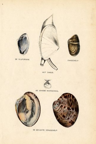 Antique Print-SEA SHELLS-Burgersdijk-1864