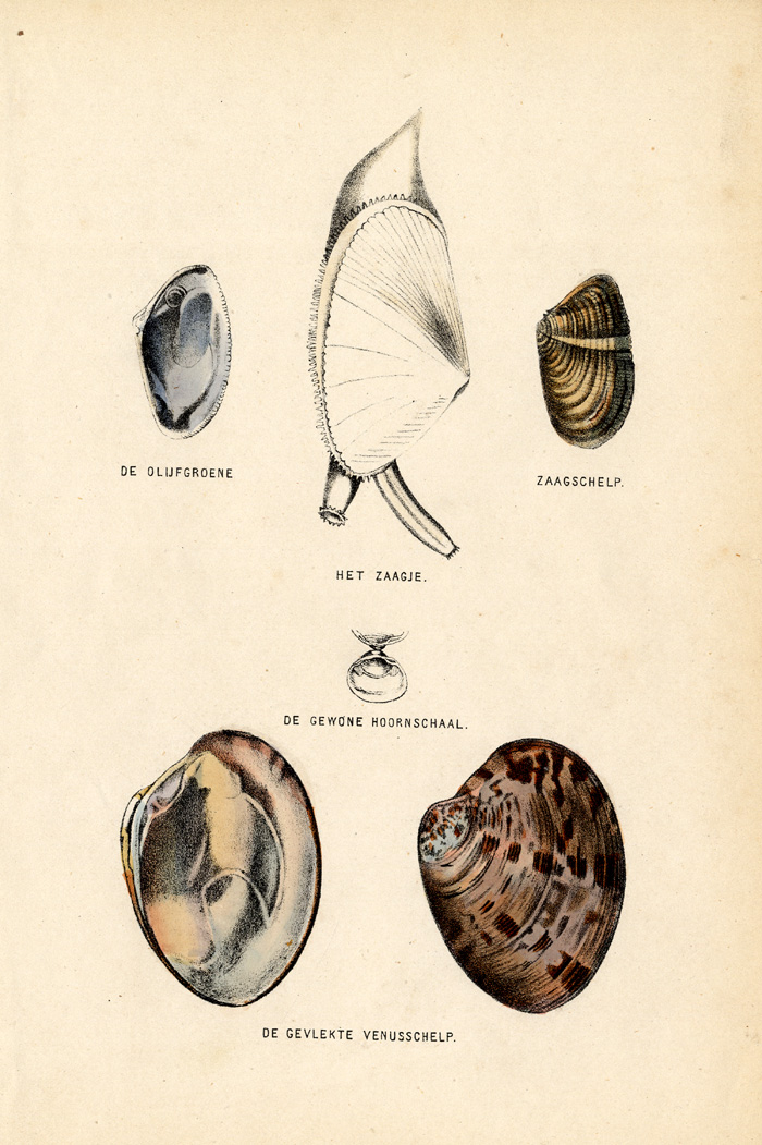 , Antique Print-SEA SHELLS-Burgersdijk-1864, Pictura Antique Prints
