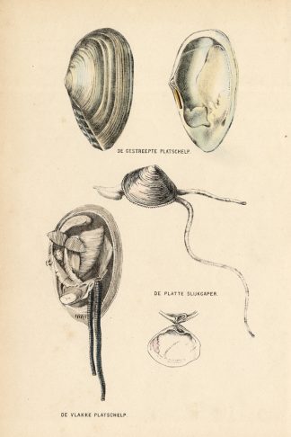Antique Print-SHELLS-TELLINA-Burgersdijk-1864