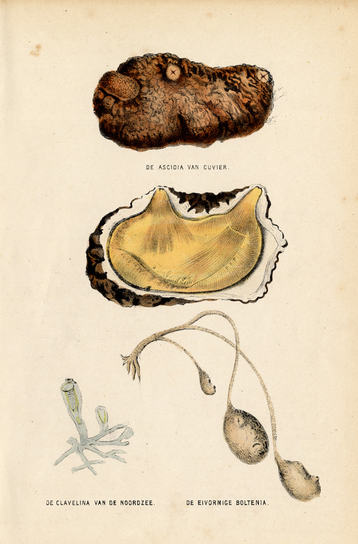 , Antique Print-SEA SQUIRT-BOLTENIA-Burgersdijk-1864, Pictura Antique Prints