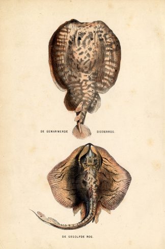 Antique Print-MARBLED ELECTRIC RAY-Burgersdijk-1864