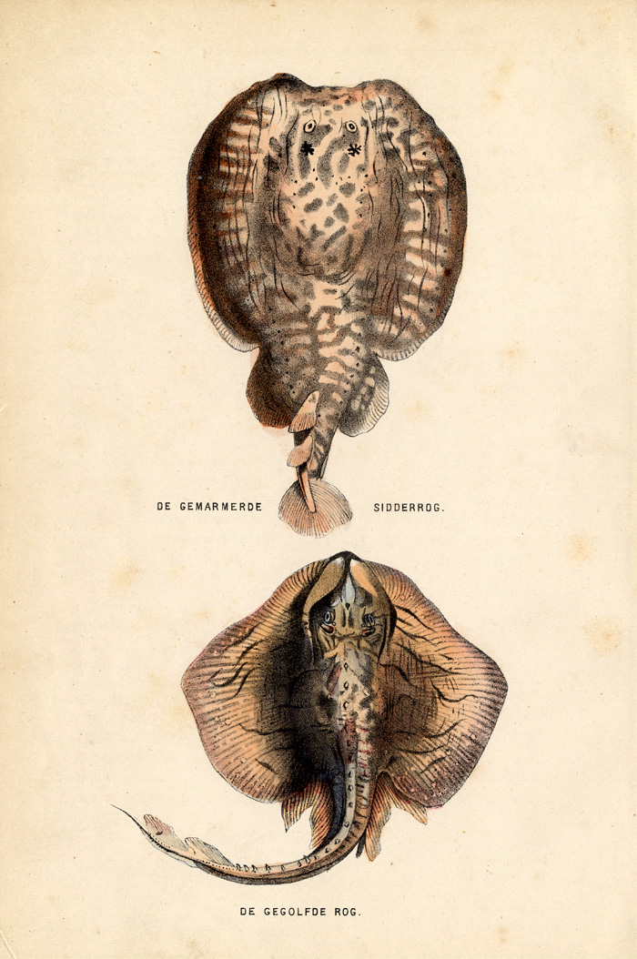 , Antique Print-MARBLED ELECTRIC RAY-Burgersdijk-1864, Pictura Antique Prints