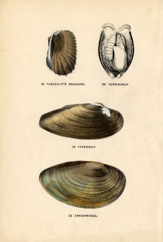 Antique Print-SHELLS-SWAN MUSSEL-Burgersdijk-1864