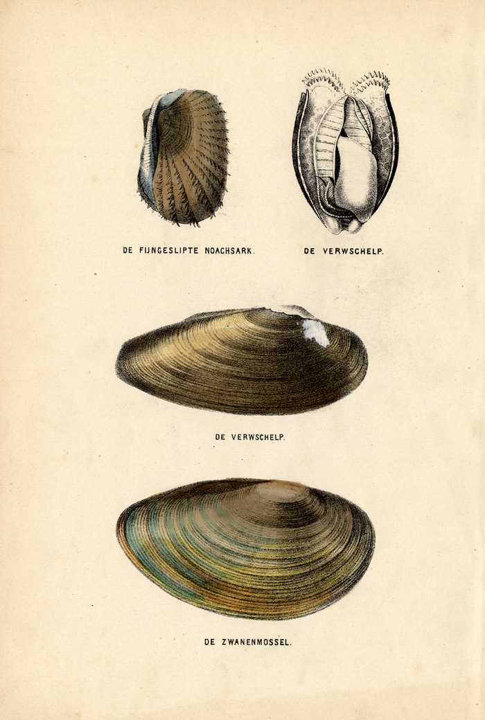 , Antique Print-SHELLS-SWAN MUSSEL-Burgersdijk-1864, Pictura Antique Prints