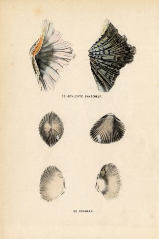 Antique Print-SHELLS-COCKLES-Burgersdijk-1864