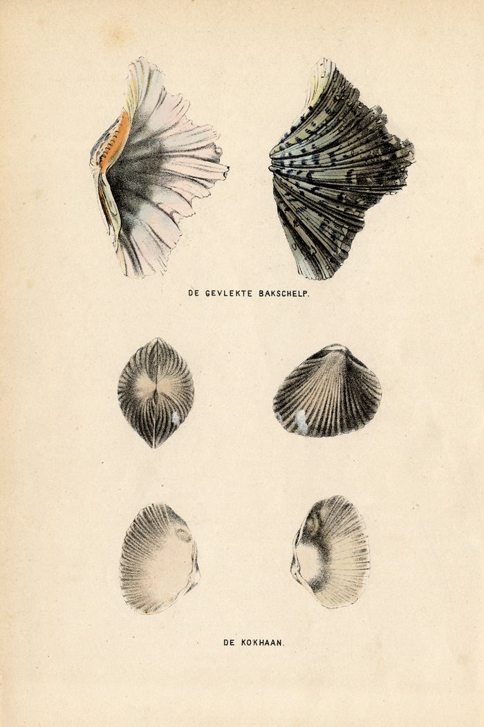, Antique Print-SHELLS-COCKLES-Burgersdijk-1864, Pictura Antique Prints