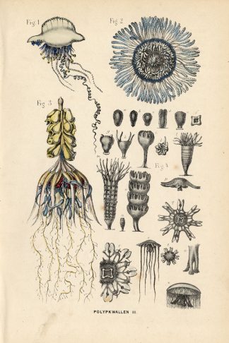 Antique Print-JELLYFISH-COELENTERATA-Burgersdijk-1864