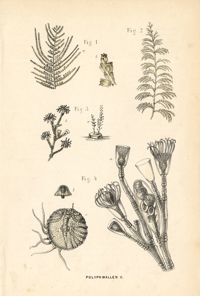 , Antique Print-CNIDARIA-COELENTERATA-Burgersdijk-1864, Pictura Antique Prints
