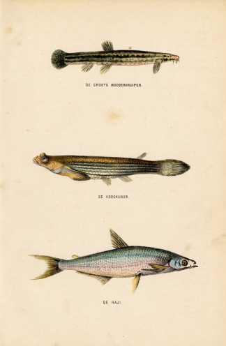 Antique Print-WEATHERFISH-LOACH-GOBY-Burgersdijk-1864