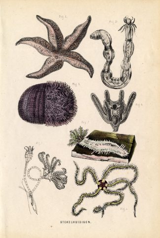 Antique Print-ECHINODERMATA-STARFISH-Burgersdijk-1864
