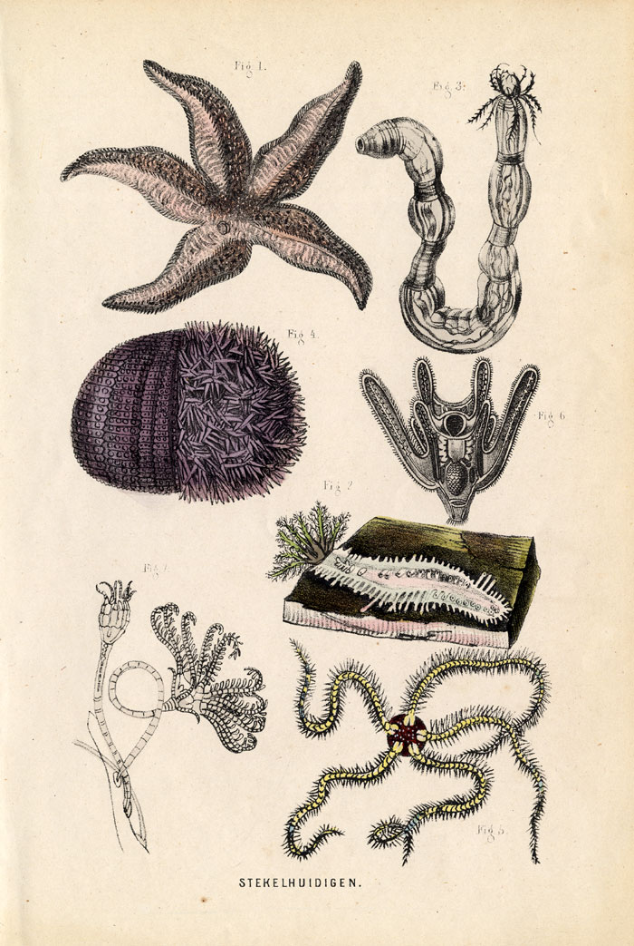 , Antique Print-ECHINODERMATA-STARFISH-Burgersdijk-1864, Pictura Antique Prints