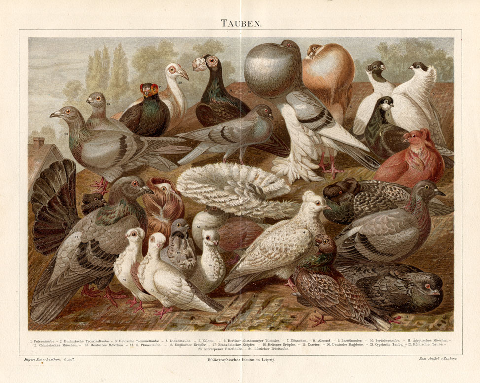 , Antique Print-DOMESTIC PIGEON-DOVES-Meyers-1895, Pictura Antique Prints