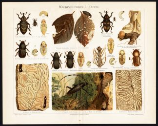 Antique Print-BEETLE-CATERPILLARS-PUPA-Meyers-1895