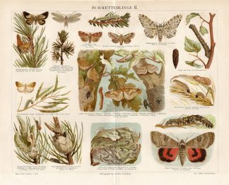 Antique Print-BUTTERFLY-CATERPILLARS-PUPA-Meyers-1895