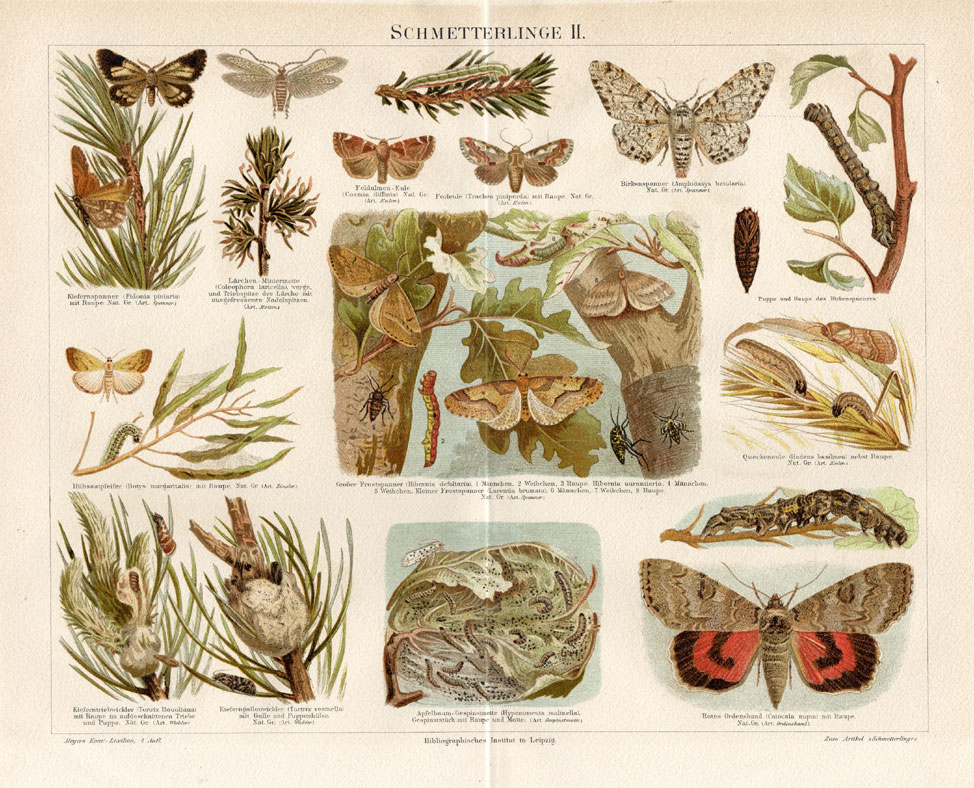 , Antique Print-BUTTERFLY-CATERPILLARS-PUPA-Meyers-1895, Pictura Antique Prints