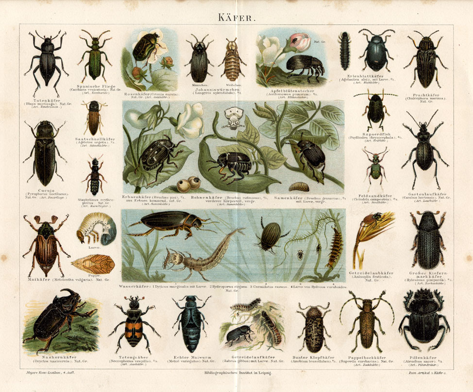 , Antique Print-BEETLE-EUROPEAN BEETLE-Meyers-1895, Pictura Antique Prints