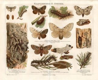 Antique Print-BUTTERFLY II-CATERPILLARS-PUPA-Meyers-1893