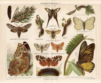 Antique Print-BUTTERFLIES-CATERPILLARS-PUPA-Pl. I-Meyers-1893