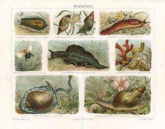 Antique Print-SNAILS-SCHNECKEN-Meyers-1895