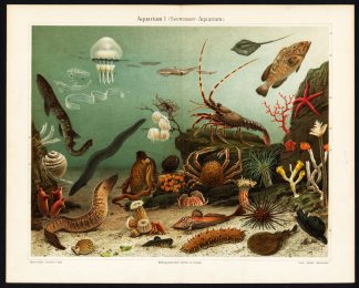 Antique Print-AQUARIUM-MORAY-LOBSTER-ROG-Meyers-1895