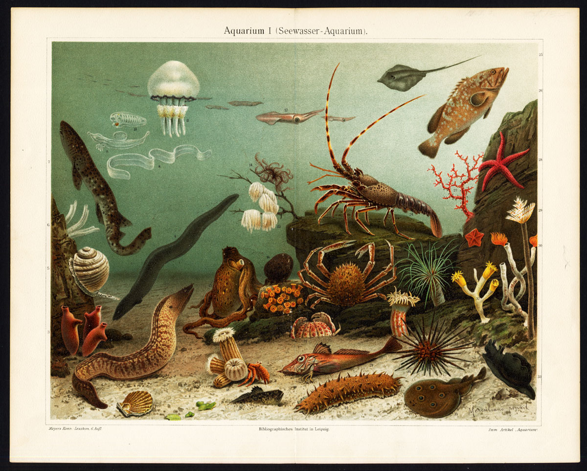 , Antique Print-AQUARIUM-MORAY-LOBSTER-ROG-Meyers-1895, Pictura Antique Prints